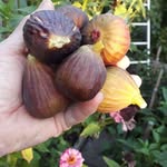 Paul Stach - @paulstach1958 - Instagram