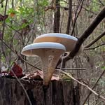 Paul Stamets - @paulstaments212 - Instagram