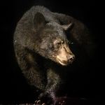 paul stebner - @pstebsavl - Instagram