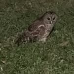 Paul Steinke - @owlseyes7 - Instagram