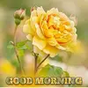 Mahendra_singh - @paul_stoopss - TikTok