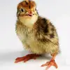 Paul Stracke - @quail.baby - TikTok