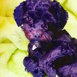 Paulchen▼・ᴥ・▼ - @paulkleinstricker - Instagram