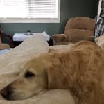 Paul swick - @mtgdog - Instagram
