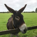 Paul Sylva - @pauljsylva - Instagram