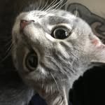 Paul - @paul_tabbycat - Instagram