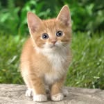 John Paul Tamer - @fiercecat101 - Instagram
