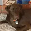 paultemplin423 - @alphapheniox - TikTok