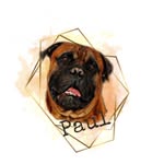 Helga 🧑🏻& Paul 🐕 - @paul.the.beauty.bullmastiff - Instagram