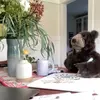 Paul The Bear - @paul_the_bear - TikTok
