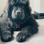 Paul von der Bärenhöhle aus Isenbüttel - @paul.the.newfie - Instagram