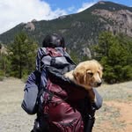 Paul Tolson - @onemanandhisdoggo - Instagram