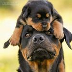 Paul Trent - @ptrent02 - Instagram