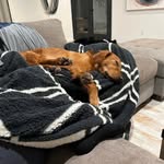 Paul Trott - @geermaants - Instagram