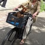 Paul Tullis - @dogsonbikesinamsterdam - Instagram