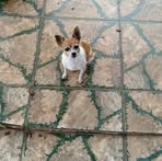Paulo Venturi - Facebook