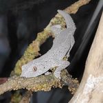paul vial - @world_of_gecko - Instagram