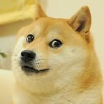 Paul Vu - @paulvudogethedog - Instagram