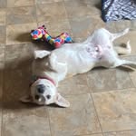 Mr. Paulie Walnuts aka Paulie - @misterpauliewalnuts - Instagram