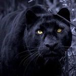 Paul Weiser - @blackpanter_hd140 - Instagram