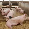 Pro Genetics 🐖 - @paul.wile - TikTok
