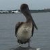 Paul Wingo - Facebook