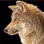 Paul Wolfman - @paulie_off_callamary - Instagram