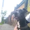 Paulo Gomes - @paulowolfman - TikTok