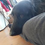 Phil - @paulzechmeisterstein - Instagram