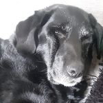 Paula Barlow - @crazy_dog_lady121 - Instagram