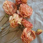 Paula Baxter - @scottishdriedflowers - Instagram