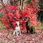 Paula Beal - @p_beal - Instagram