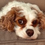 Paula Beard - @scrumble49 - Instagram