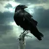 crow - @paulabedford43 - TikTok
