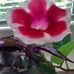 Paula Amalka Bednarova - Facebook