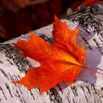 paula beier - @fanbastel041 - Instagram