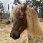 Paula Bender - @paulabender1956 - Instagram