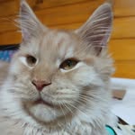 Ana Paula Benetti - @mainecoonbene - Instagram