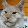 mainecoonbenedictus - @ana.paula.benetti5 - TikTok