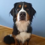 P a u l a - @paula_bernersennenhund - Instagram