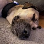 Paula bester Hund der Welt - @paula_die_wauzena - Instagram