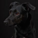 Paulchen - @paula_bester_hund - Instagram