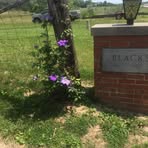 Paula Black - Facebook