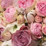 Paula Bock Tranter - @plantaeboston - Instagram