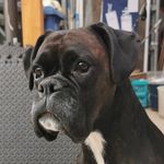 Paula Deutsche Boxer Hündin - @paula_boxerdog - Instagram
