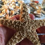 Paula Bray - @piabythesea - Instagram