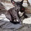 Paula Ceballos - @paula.ceballos5 - TikTok