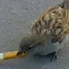 Paula - @paulacecil - TikTok