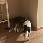 Paula Chadwick - @furbabies_of_tervuren - Instagram