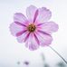 Paula Chadwick - Facebook